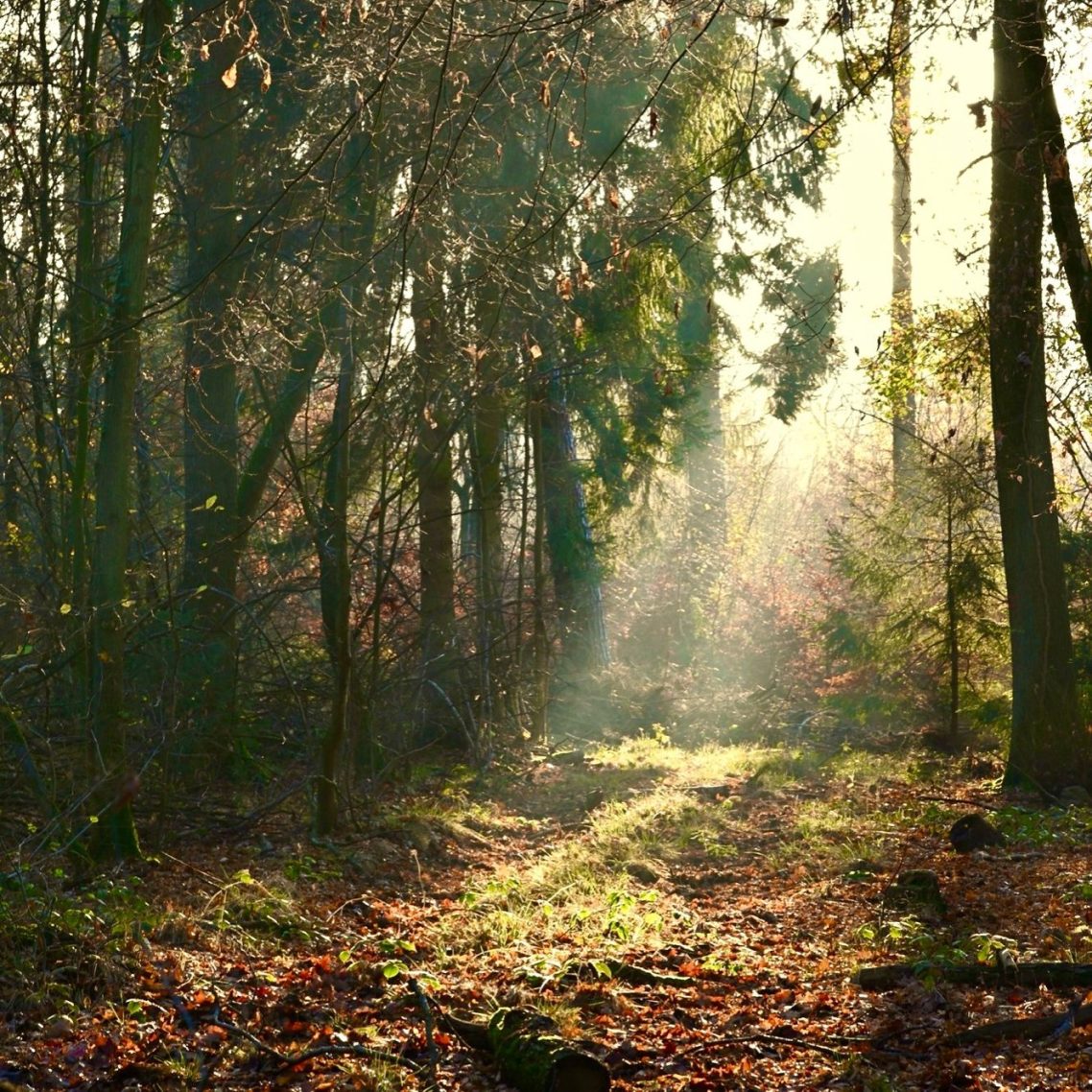 Licht und schatten im Wald Supervision und Mediation Bornheim und Bonn setzen neuen Fokus